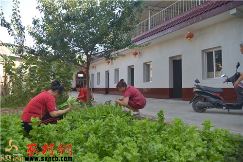 窯洞賓館門前蔬菜