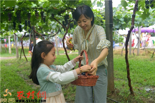 游客帶著孩子體驗采摘的樂趣