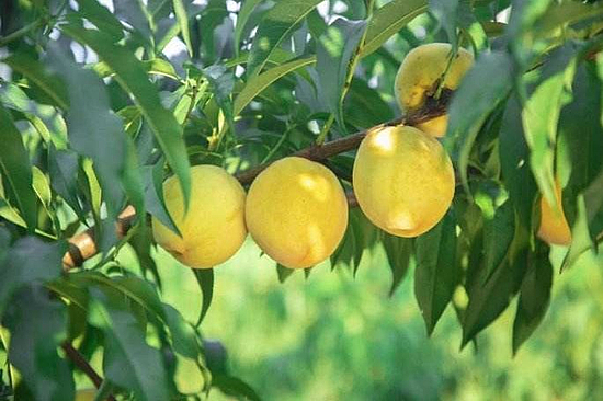 微信圖片_20191211112458.jpg 微信圖片_20191211112458.jpg