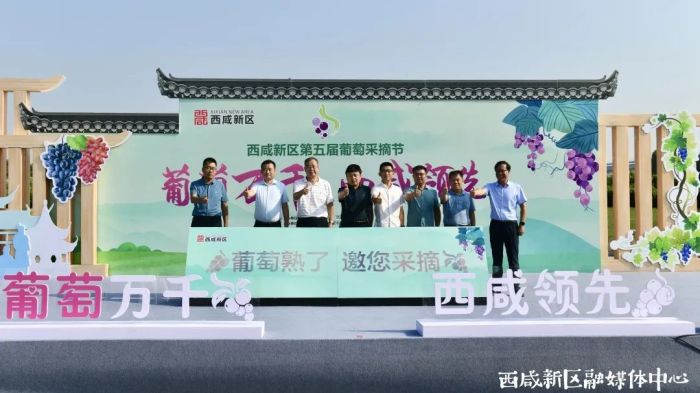 西咸新區(qū)的葡萄熟了