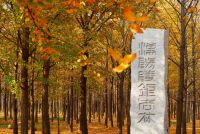 西咸新區這兩處“最美銀杏林”進入最佳觀賞區